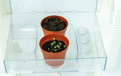 Sera ime High-tech La Mia Serra Hi-Tech, Laboratorio di Botanica Clementoni - Image 5