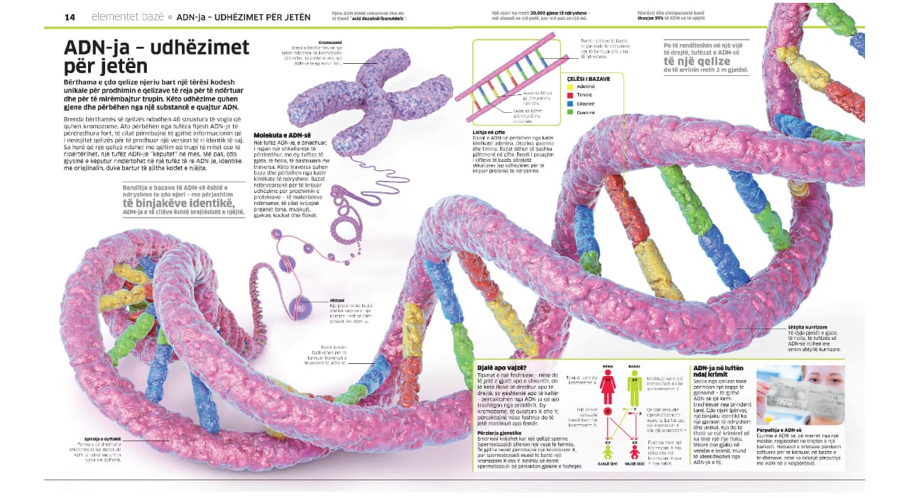 Enciklopedia e madhe e trupit të njeriut - Image 3