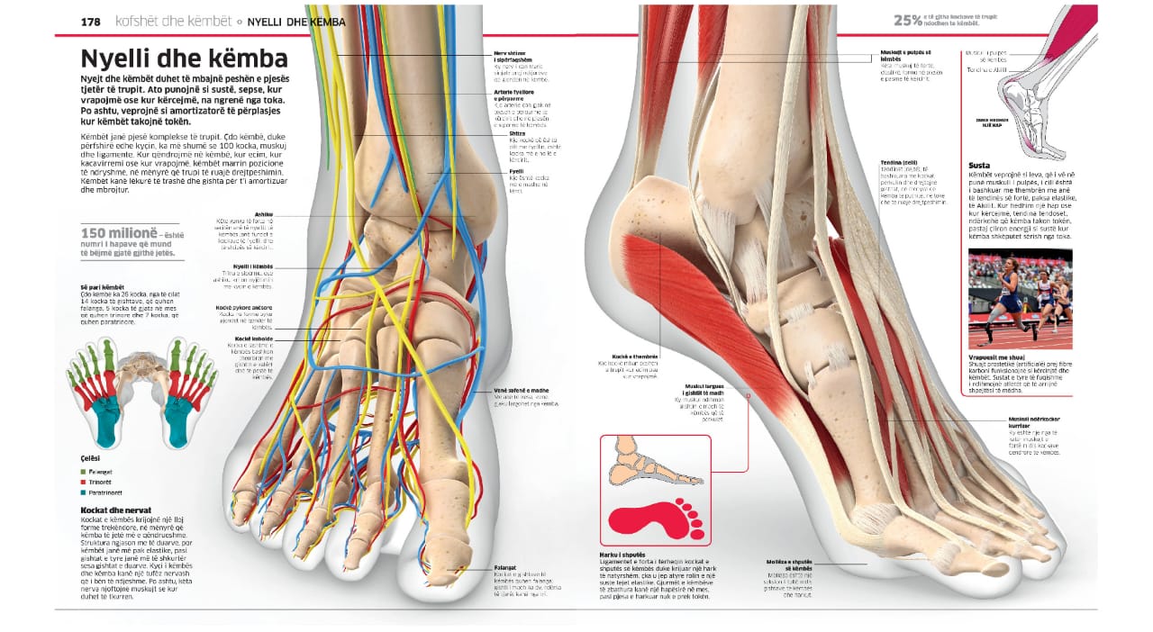 Enciklopedia e madhe e trupit të njeriut - Image 4