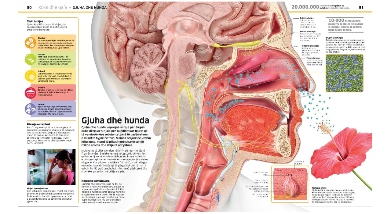 Enciklopedia e madhe e trupit të njeriut - Image 5