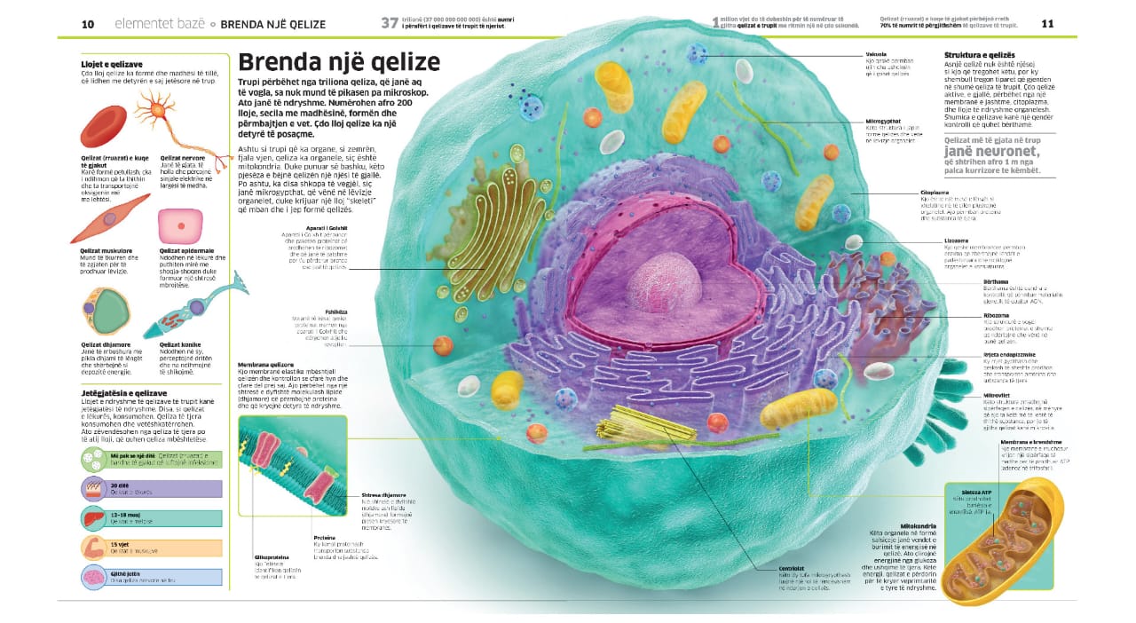 Enciklopedia e madhe e trupit të njeriut - Image 6
