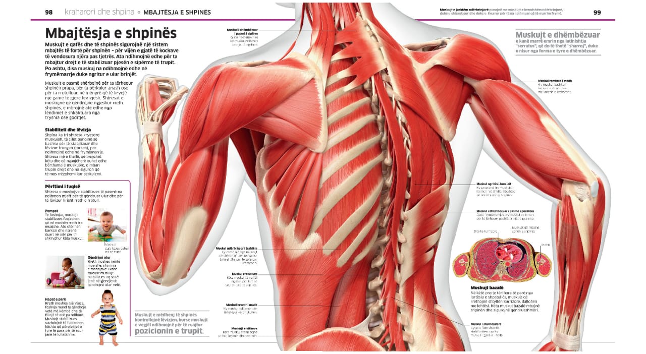 Enciklopedia e madhe e trupit të njeriut - Image 7