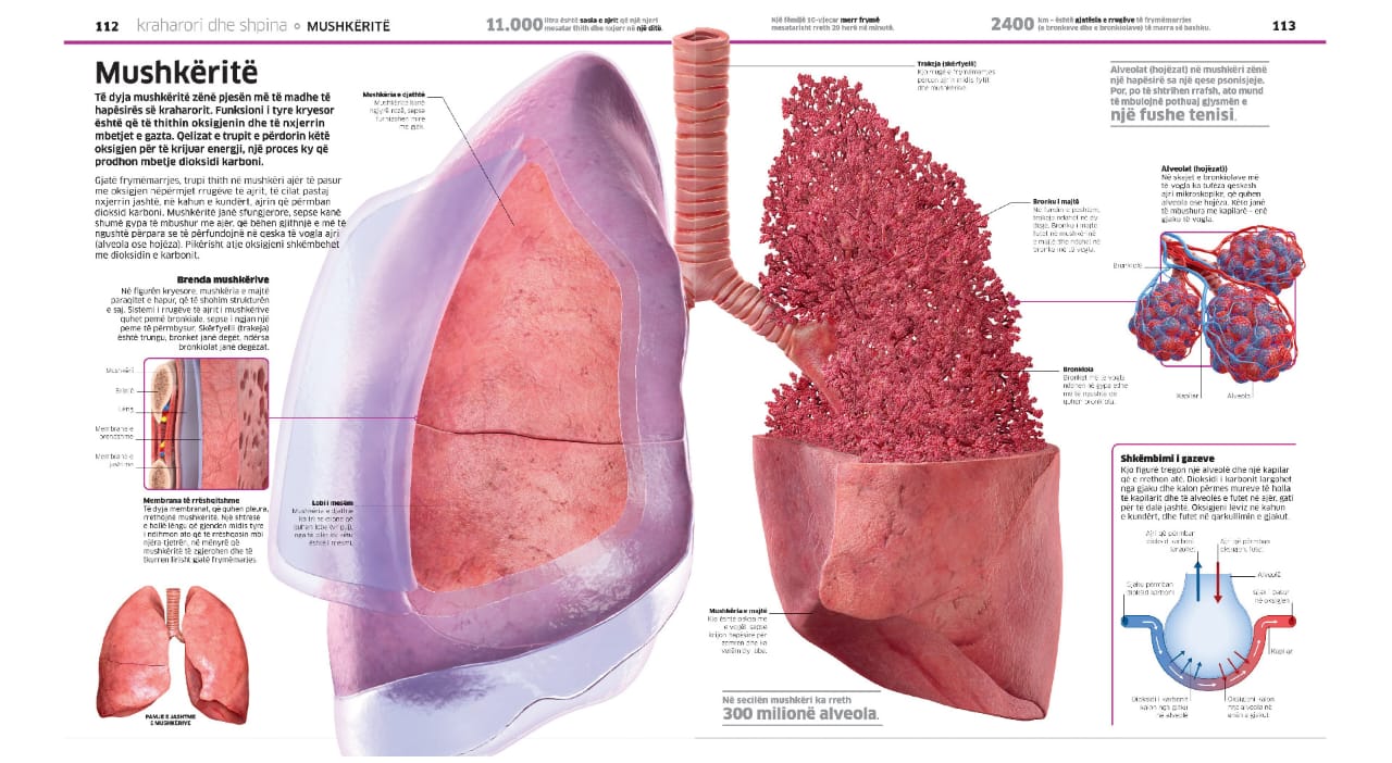 Enciklopedia e madhe e trupit të njeriut - Image 8