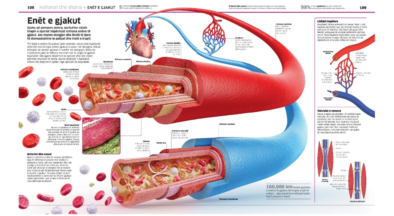 Enciklopedia e madhe e trupit të njeriut - Image 9